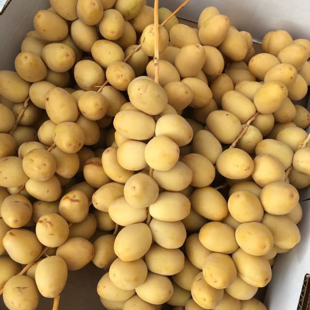تصویر 2 از قیمت خرید خرما برحی تازه  با فروش عمده
